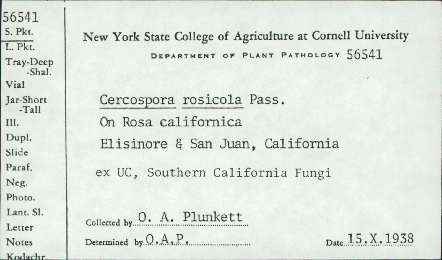 Cercospora rosicola image