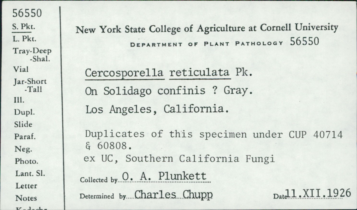Cercosporella reticulata image