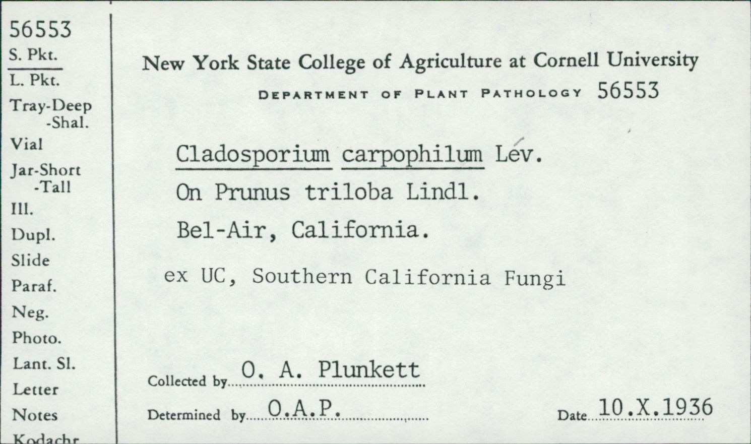 Venturia carpophila image