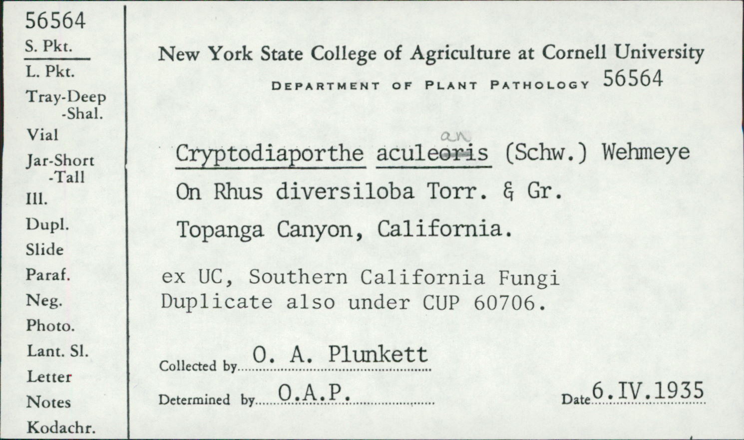 Cryptodiaporthe aculeans image