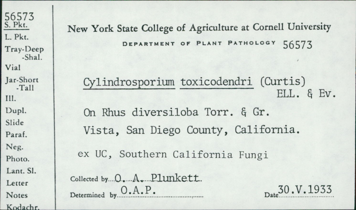 Cylindrosporium image
