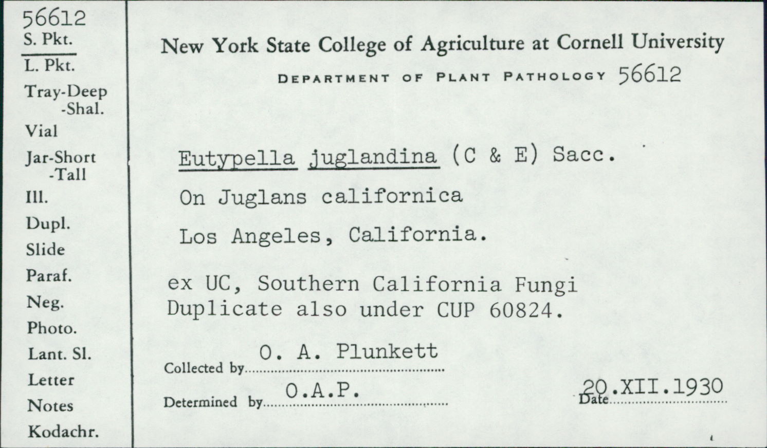 Eutypella juglandina image