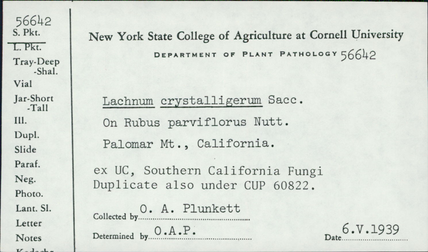Lachnum crystalligerum image