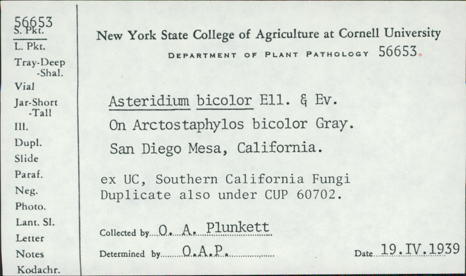 Asteridium bicolor image