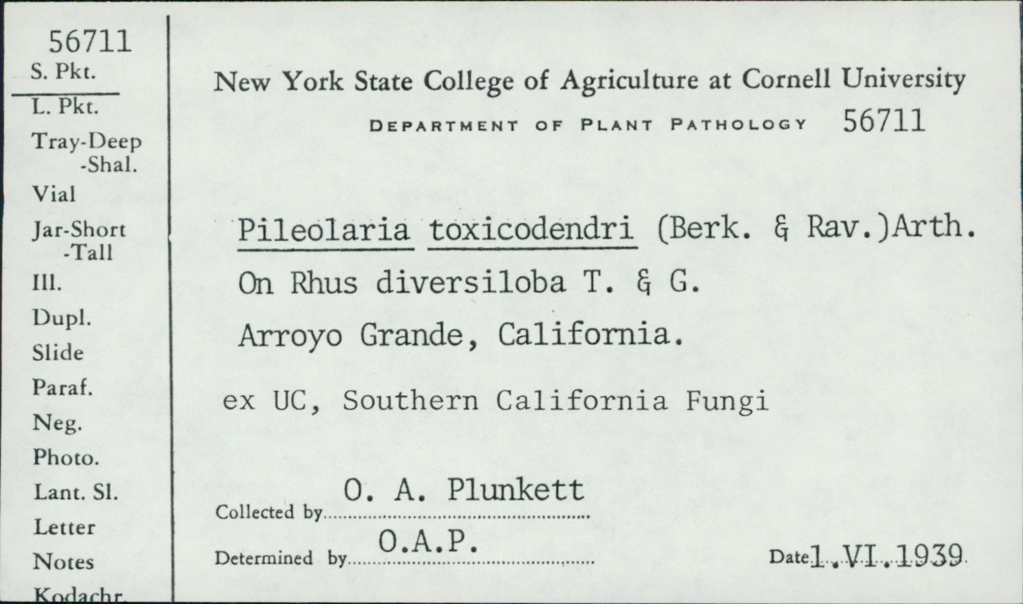 Pileolaria toxicodendri image
