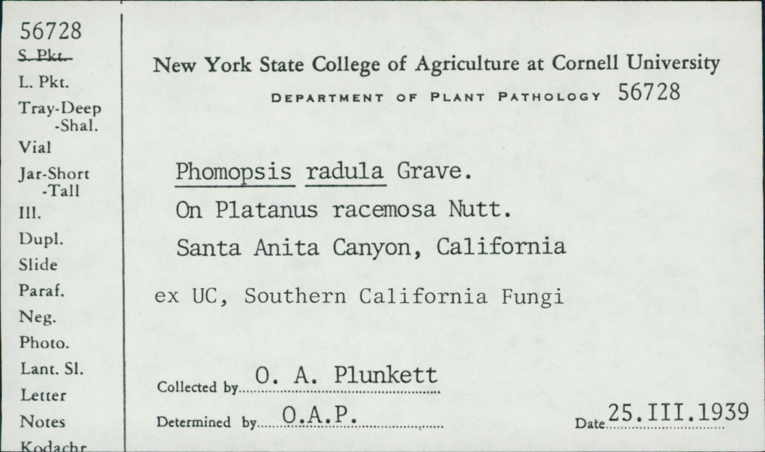 Phomopsis radula image