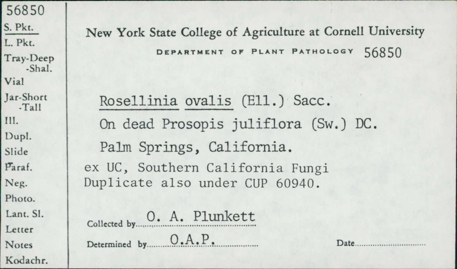 Rosellinia ovalis image