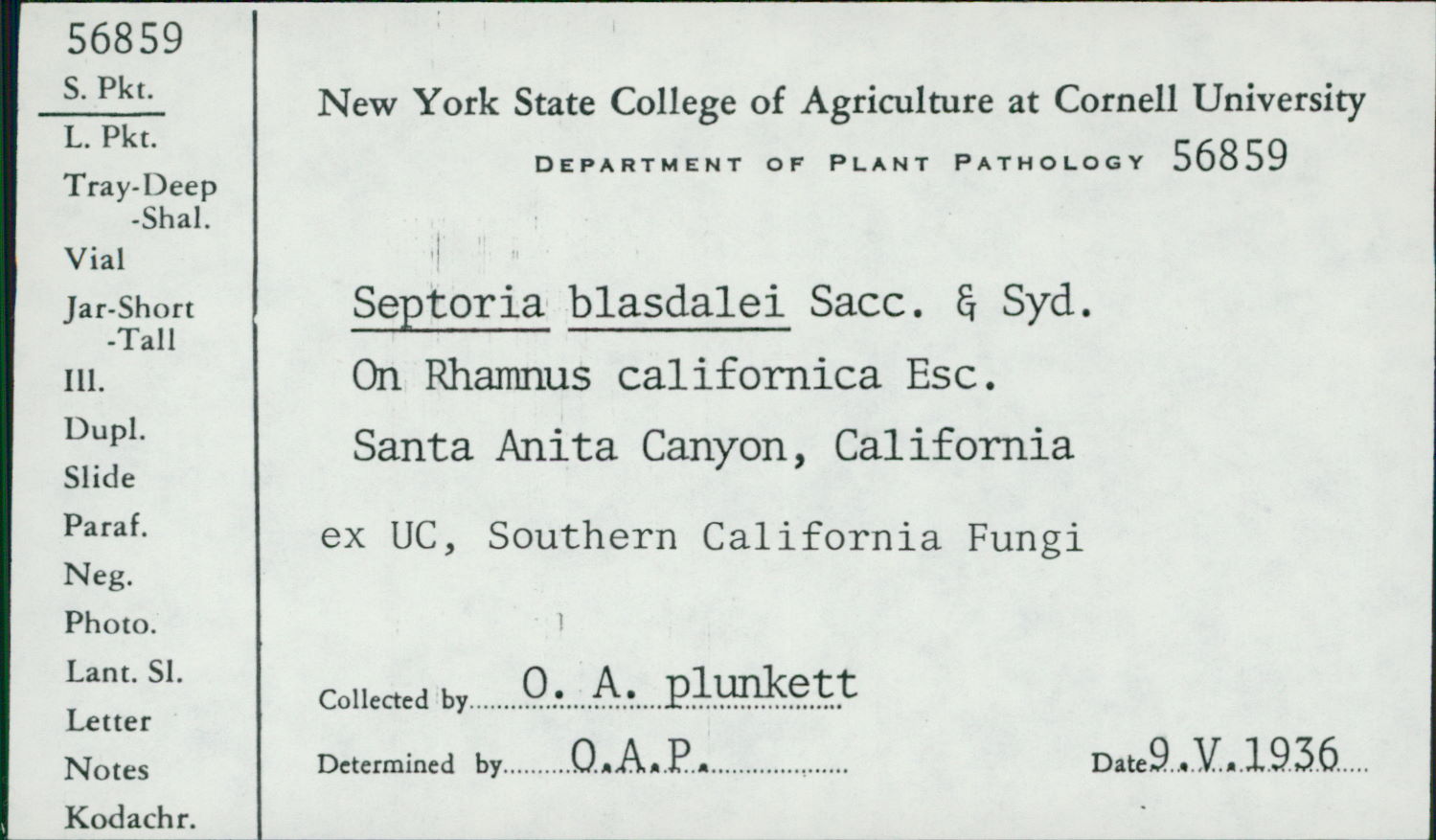 Septoria blasdalei image