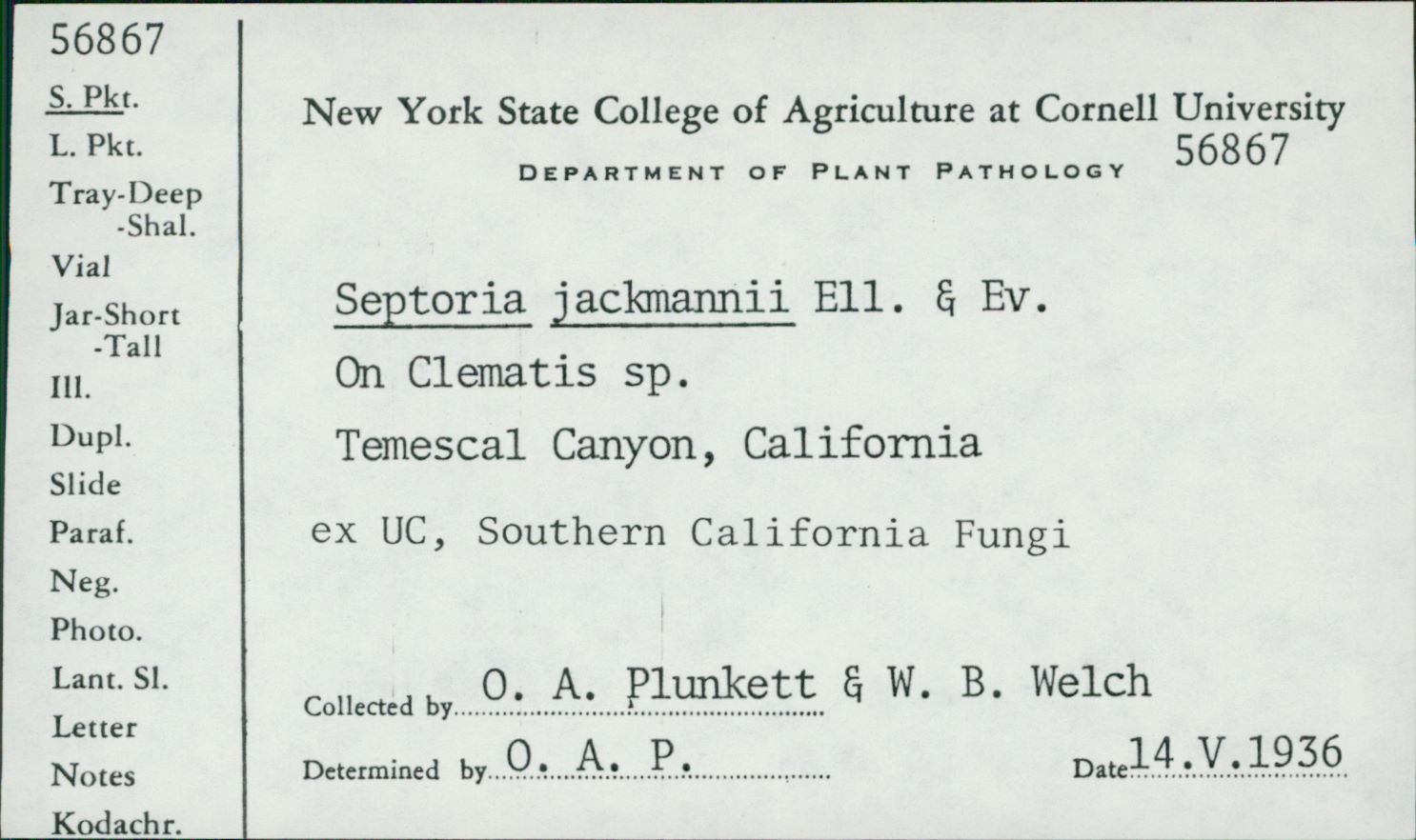 Septoria jackmanii image