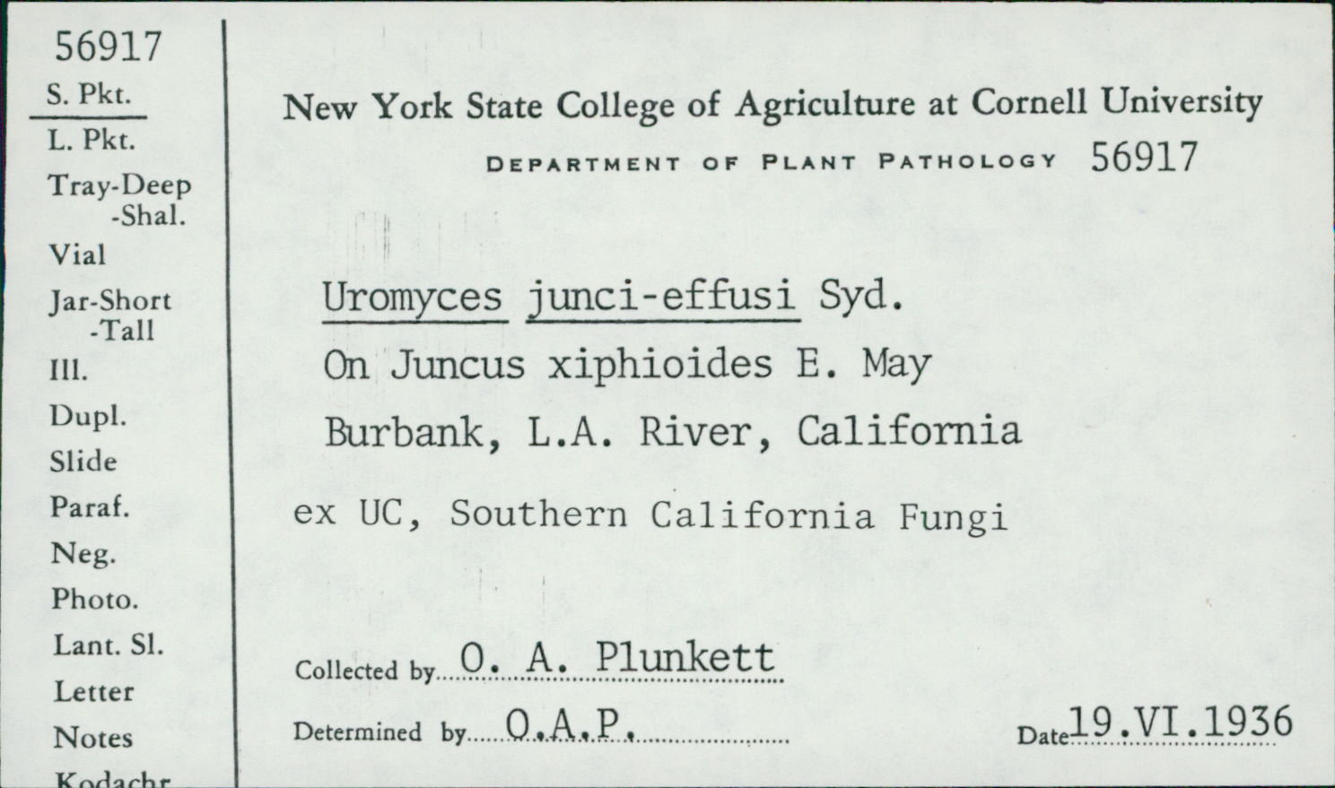 Uromyces junci-effusi image