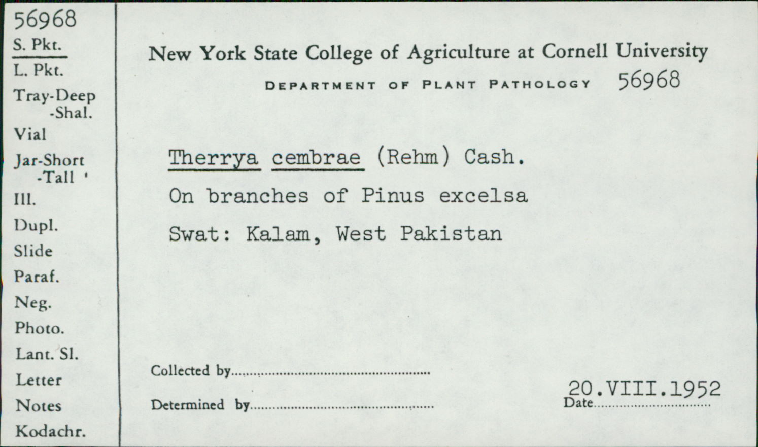 Coccomyces cembrae image