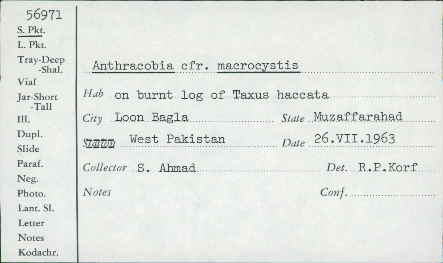 Anthracobia macrocystis image