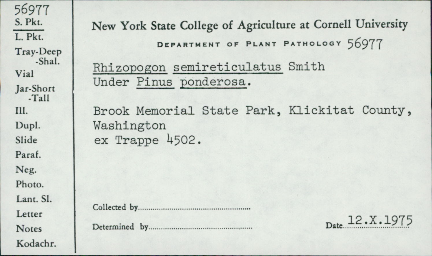 Rhizopogon semireticulatus image