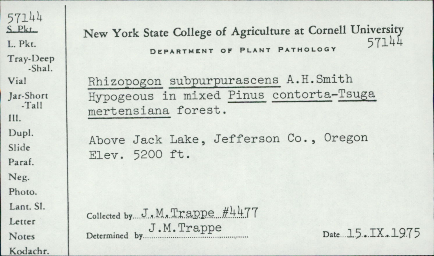 Rhizopogon subpurpurascens image