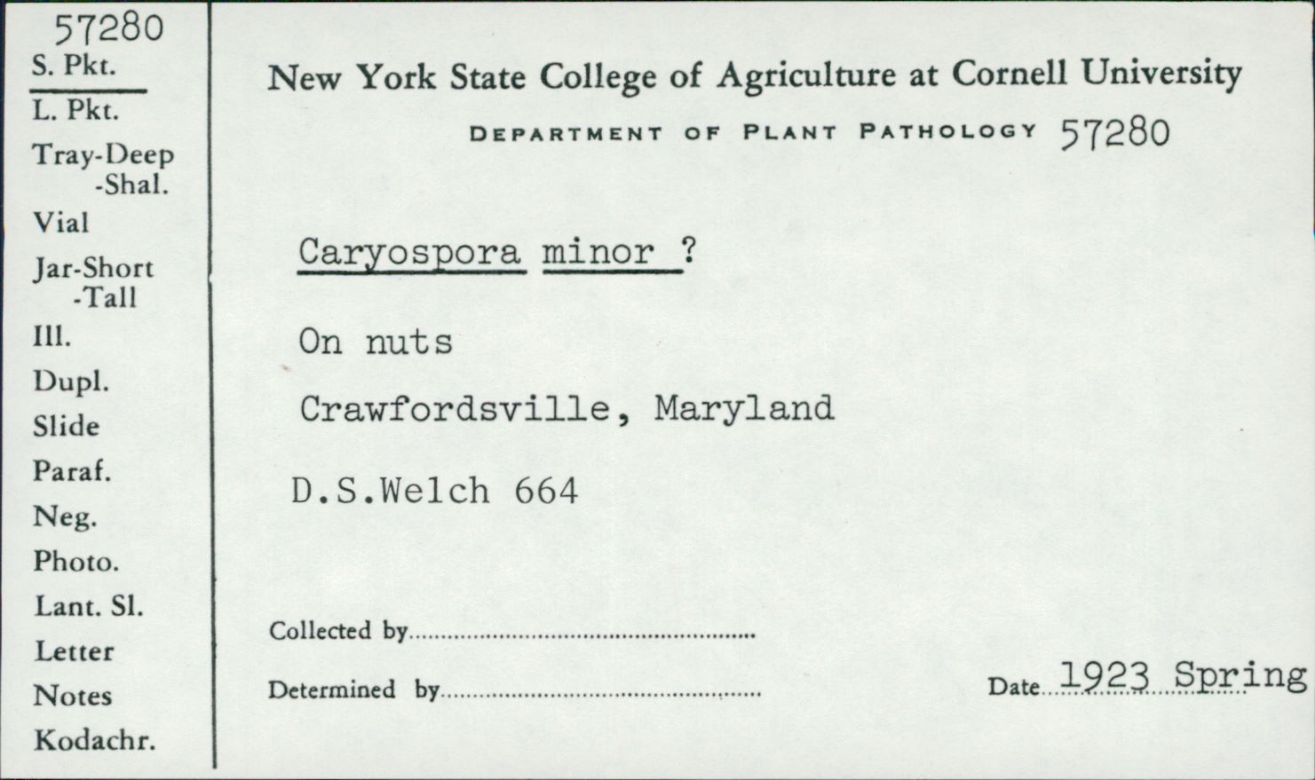 Caryospora minor image