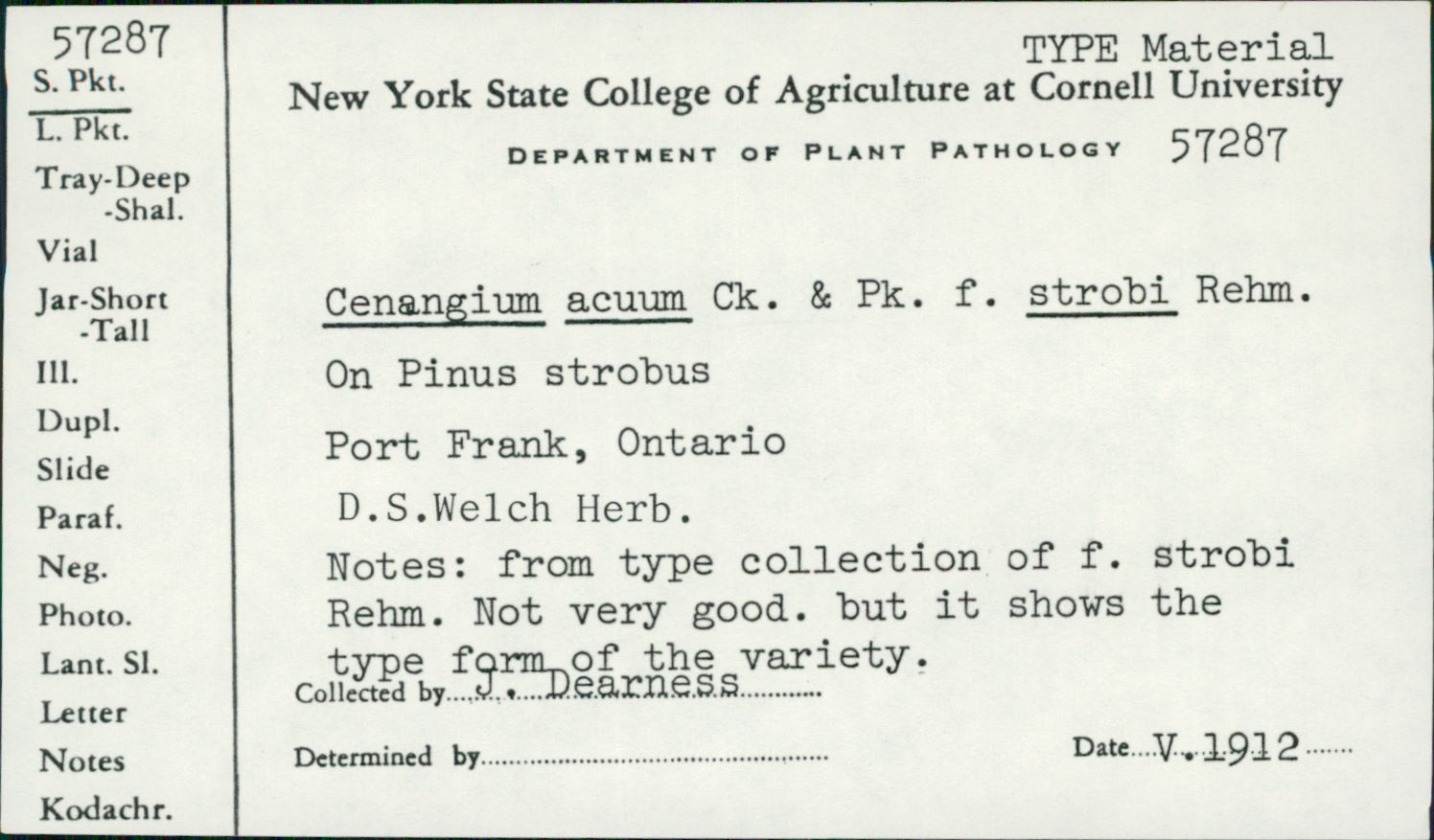 Cenangium acuum f. strobi image