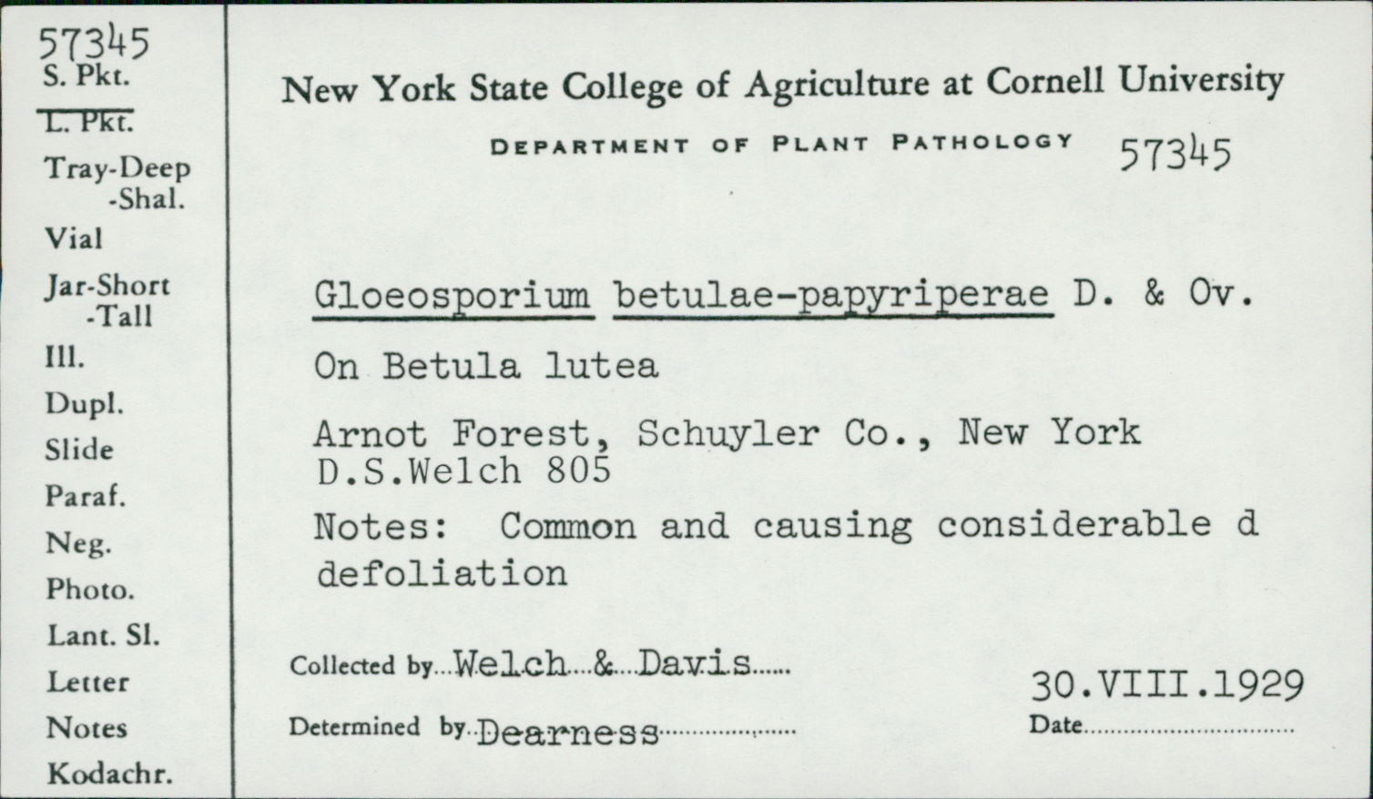 Gloeosporium betulae-papyriferae image