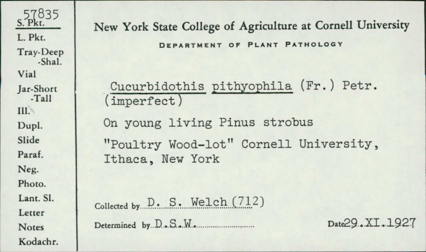 Curreya pityophila image
