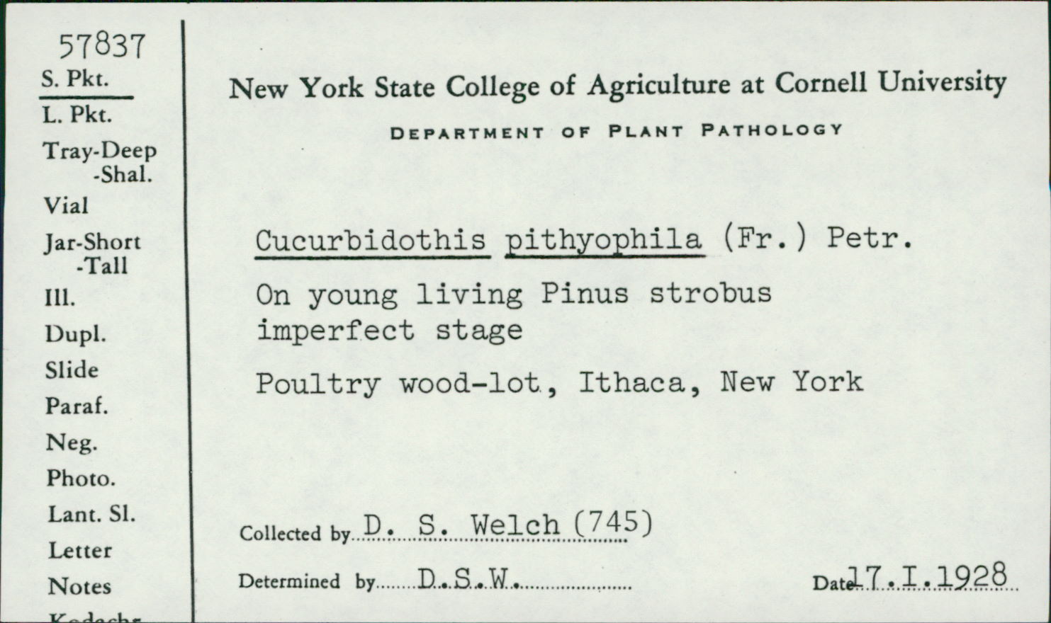 Curreya pityophila image
