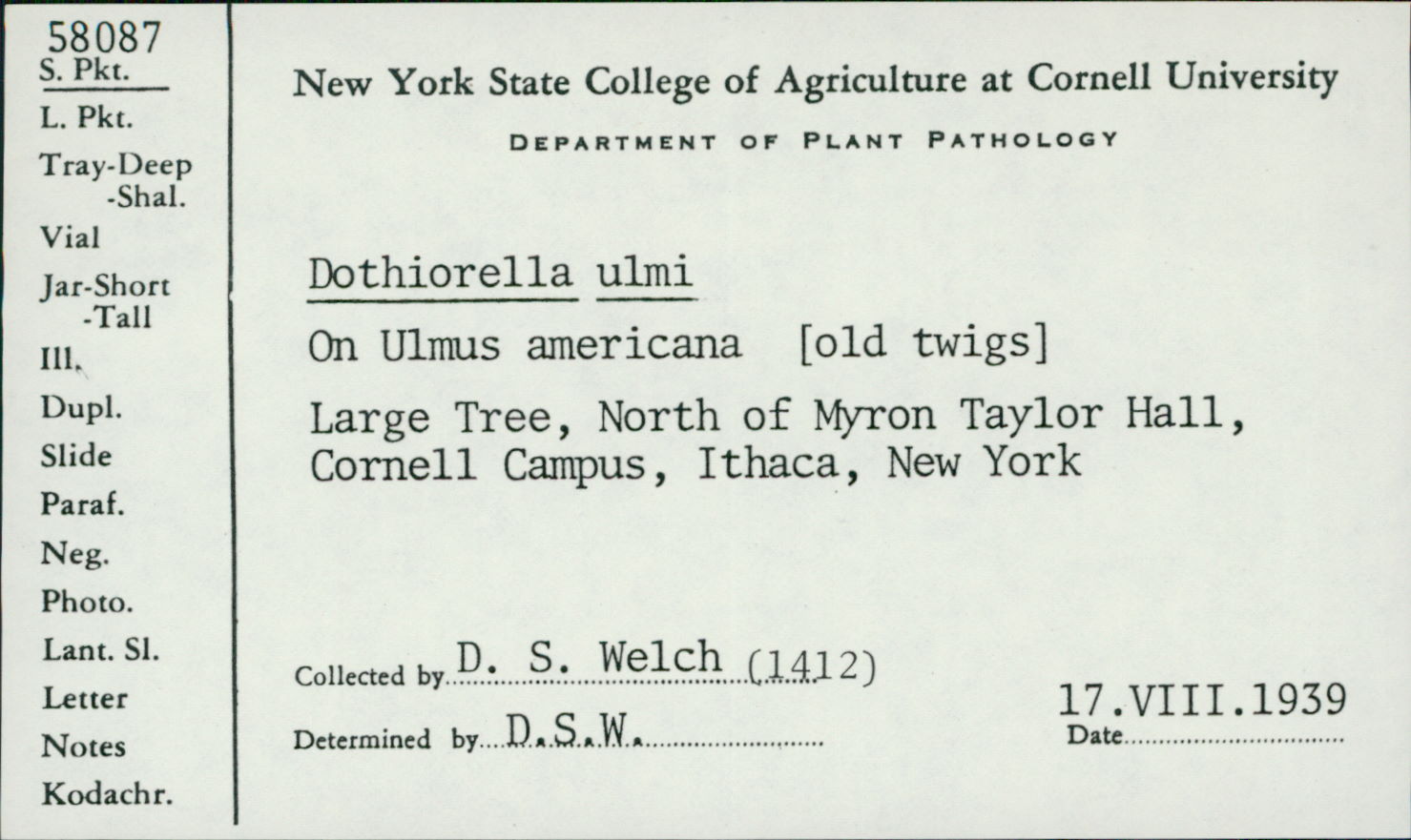 Dothiorella ulmi image