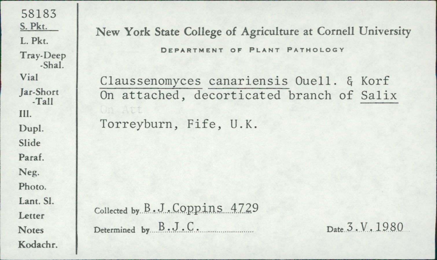 Claussenomyces canariensis image