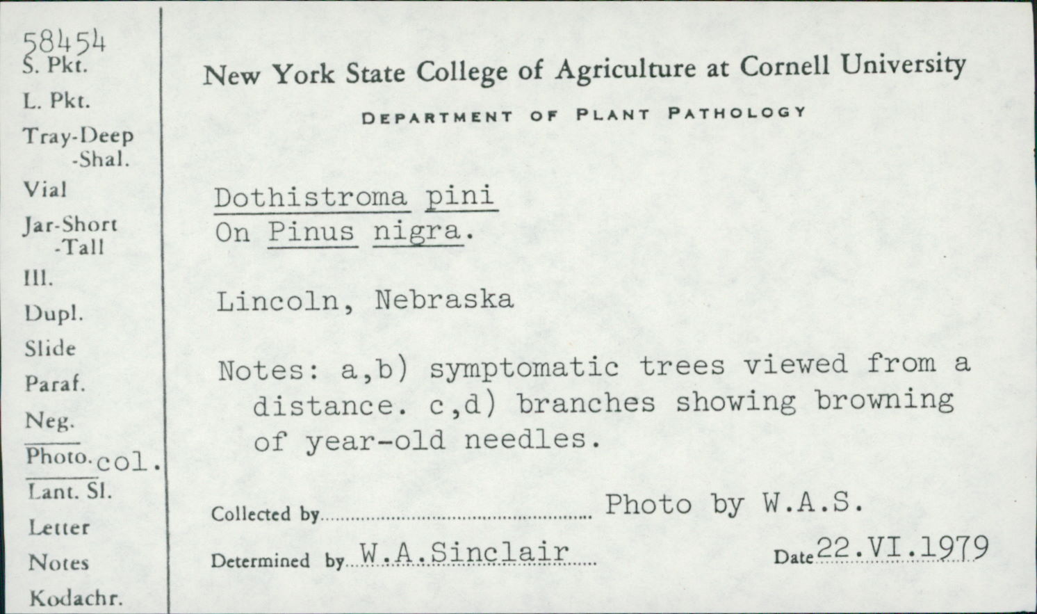 Dothistroma pini image