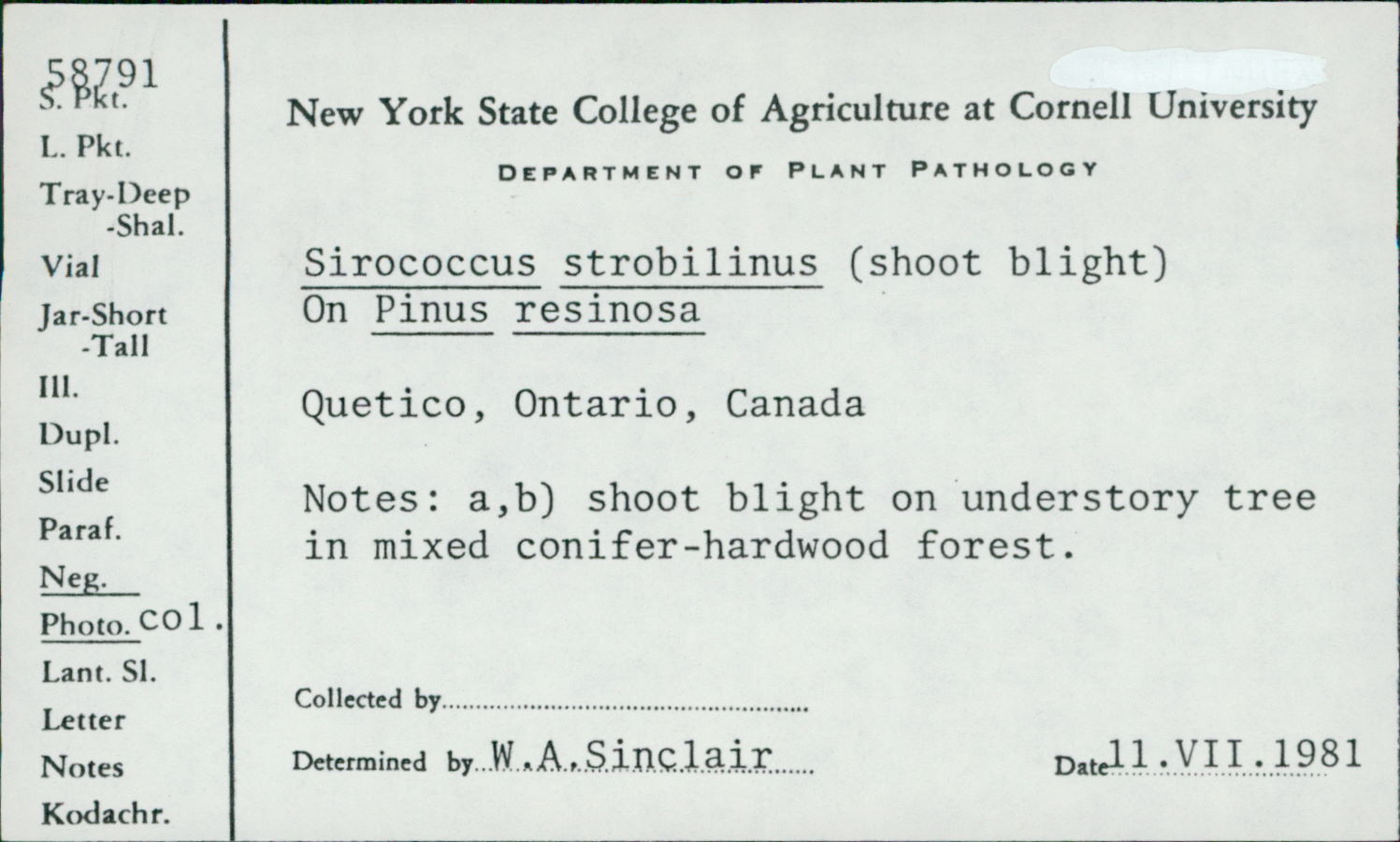 Macrophoma strobi image