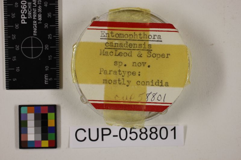 Entomophthora canadensis image