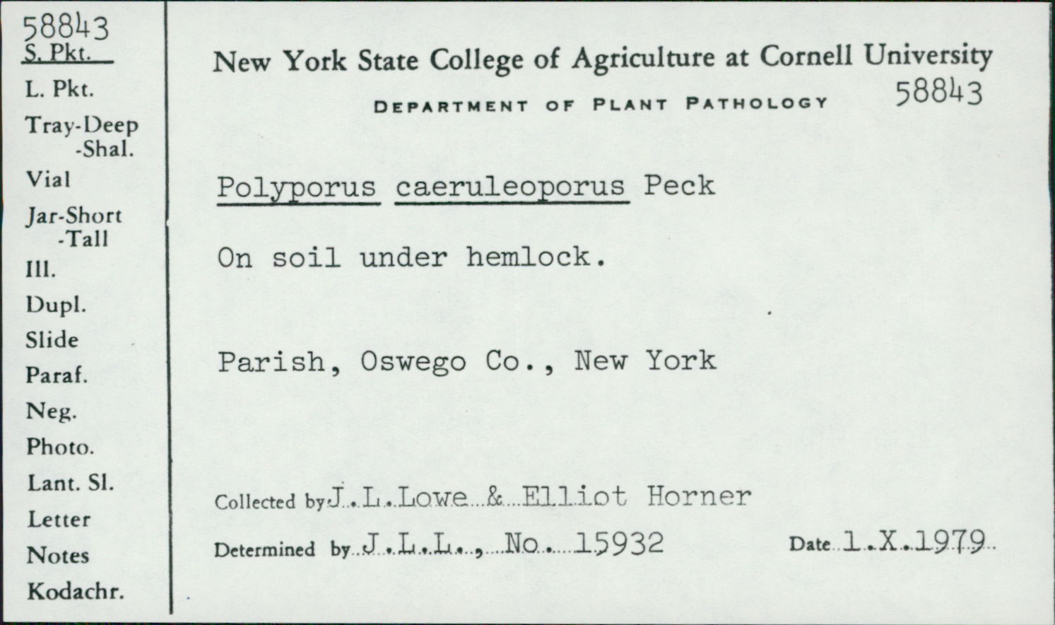 Polyporus caeruleoporus image
