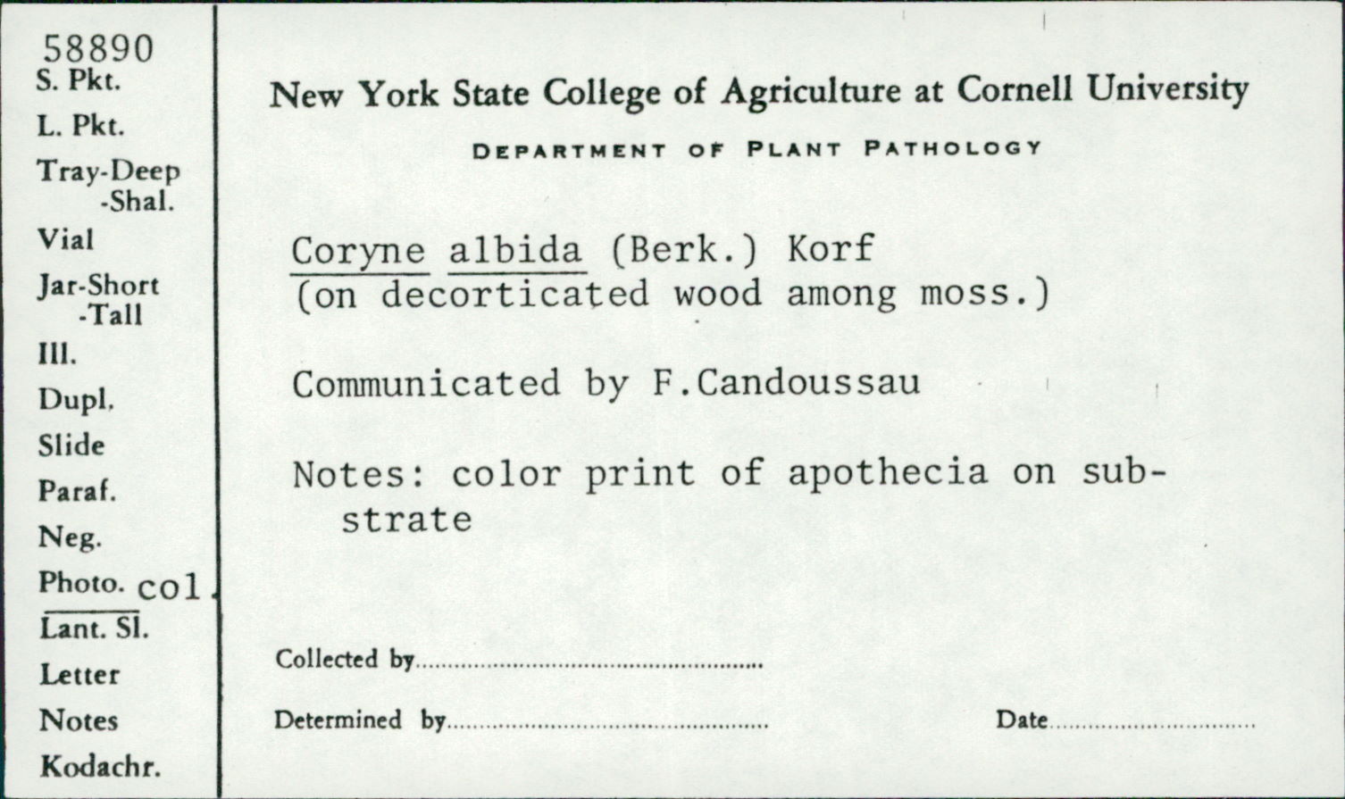 Coryne albida image