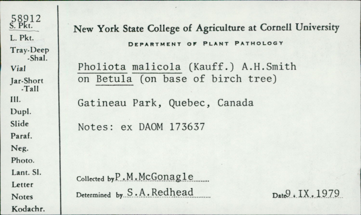Pholiota malicola image