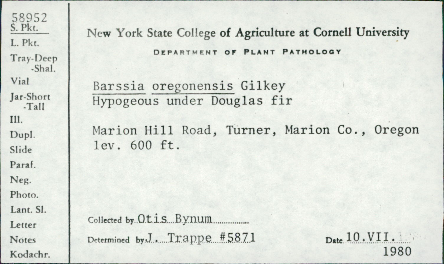 Barssia oregonensis image