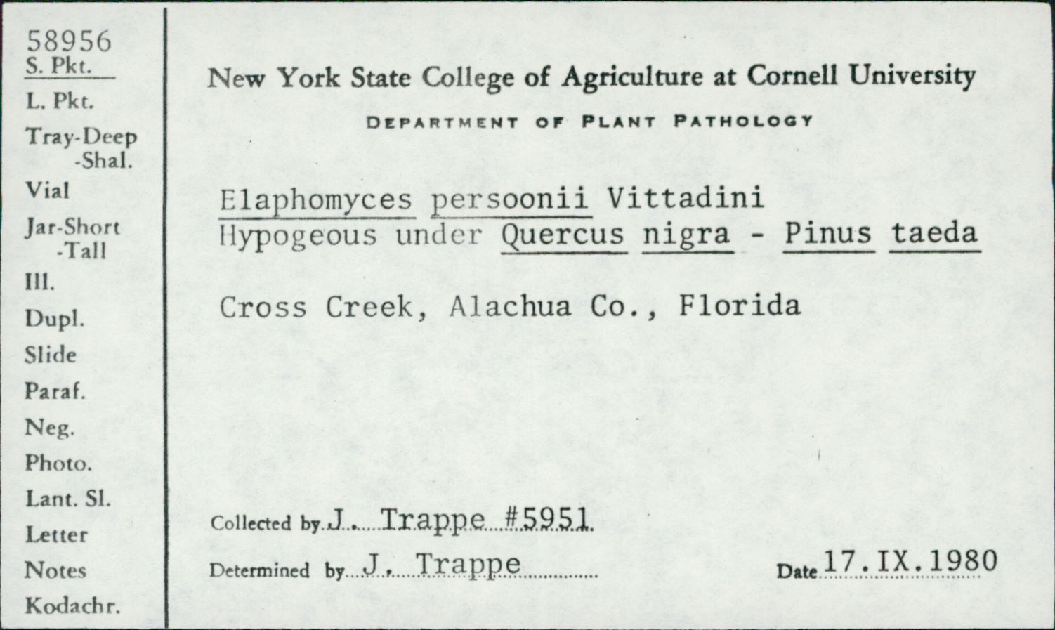 Elaphomyces persoonii image