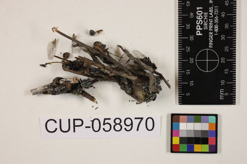 Erynia bullata image
