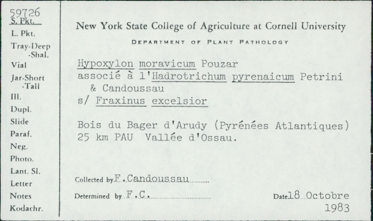 Hadrotrichum pyrenaicum image