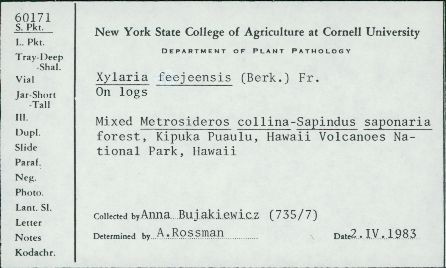 Xylaria feejeensis image