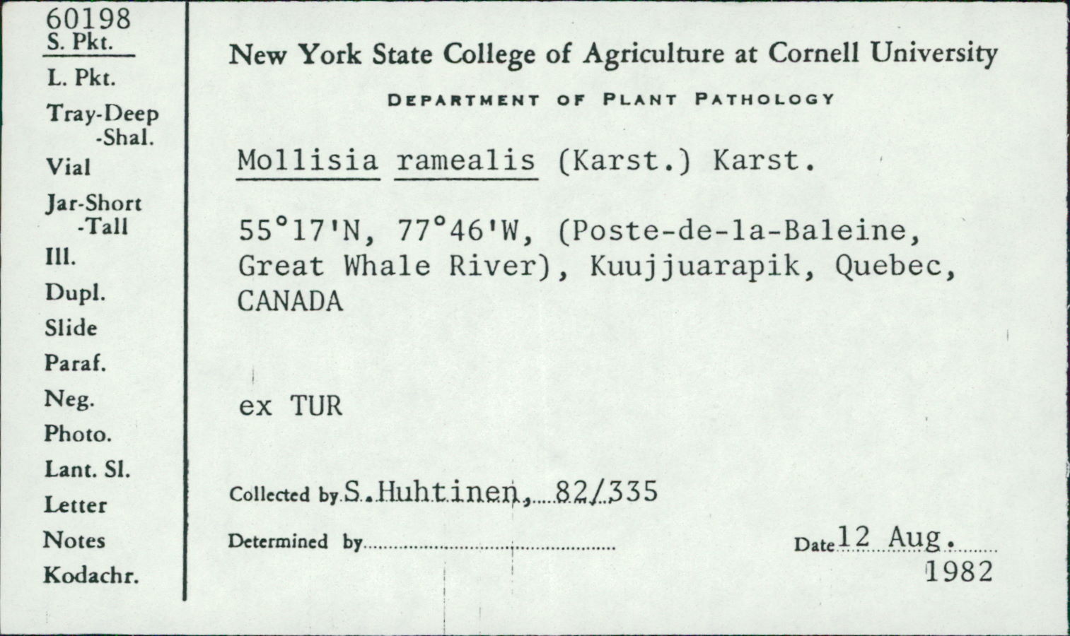 Mollisia ramealis image