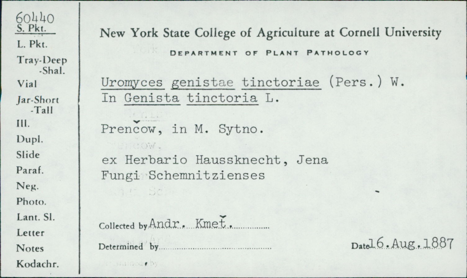 Uromyces genistae image