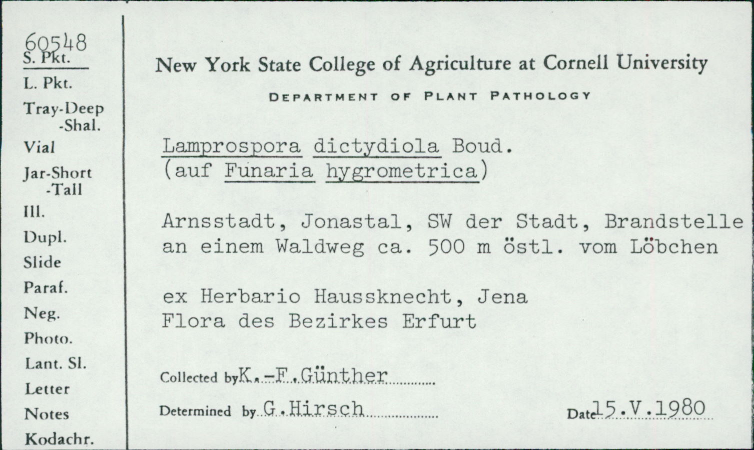 Lamprospora dictydiola image