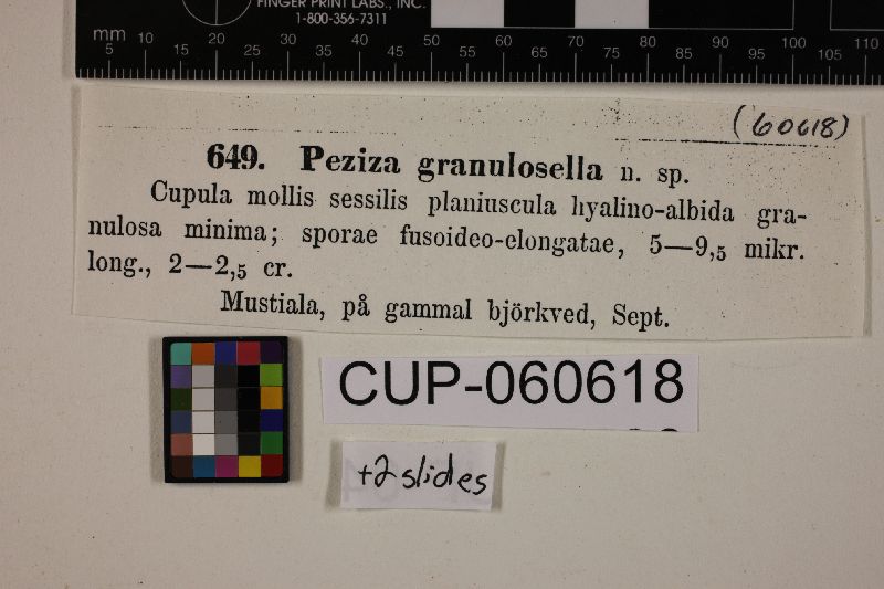 Clavidisculum karstenii image