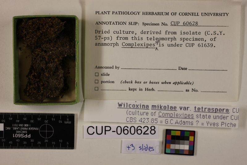 Wilcoxina mikolae image