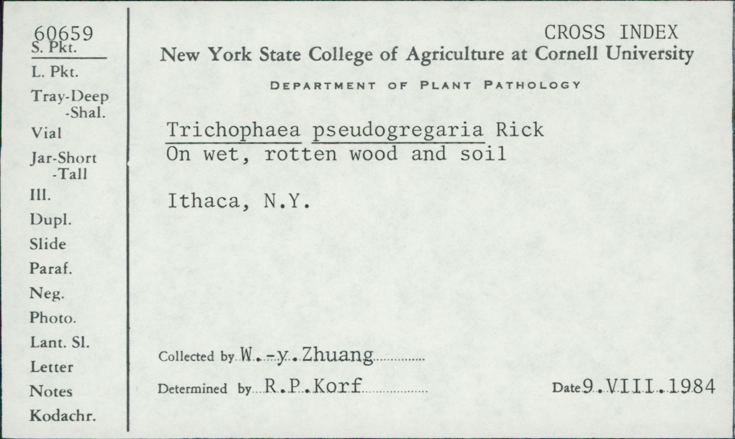 Trichophaea pseudogregaria image