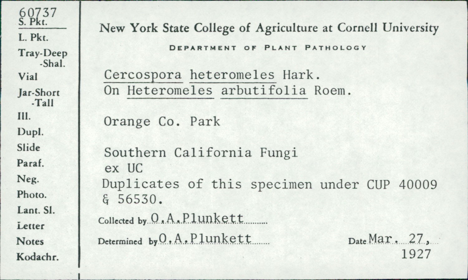 Cercospora heteromeles image