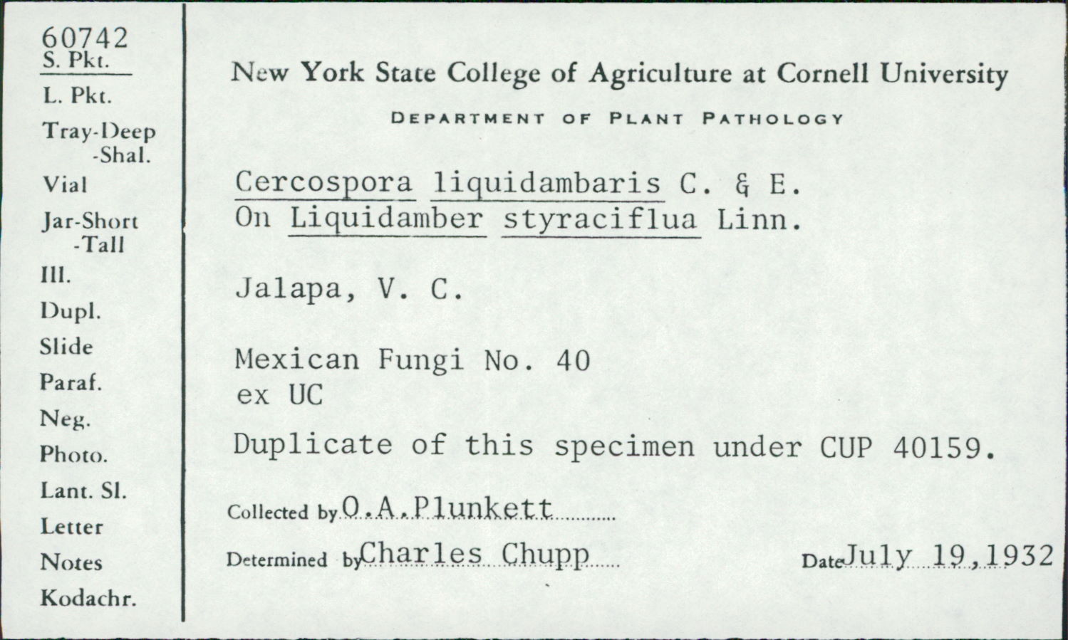 Cercospora liquidambaris image