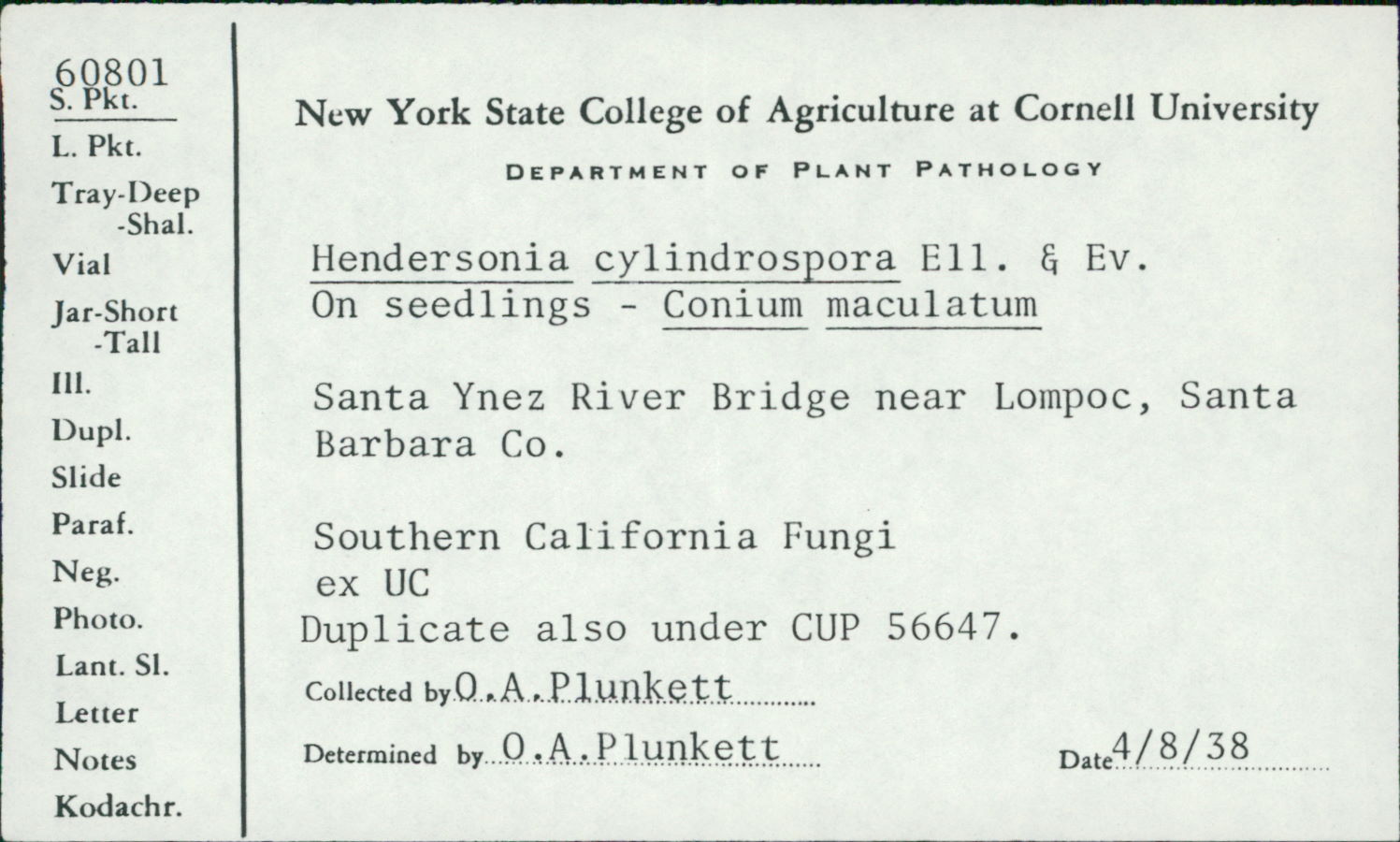 Hendersonia cylindrospora image