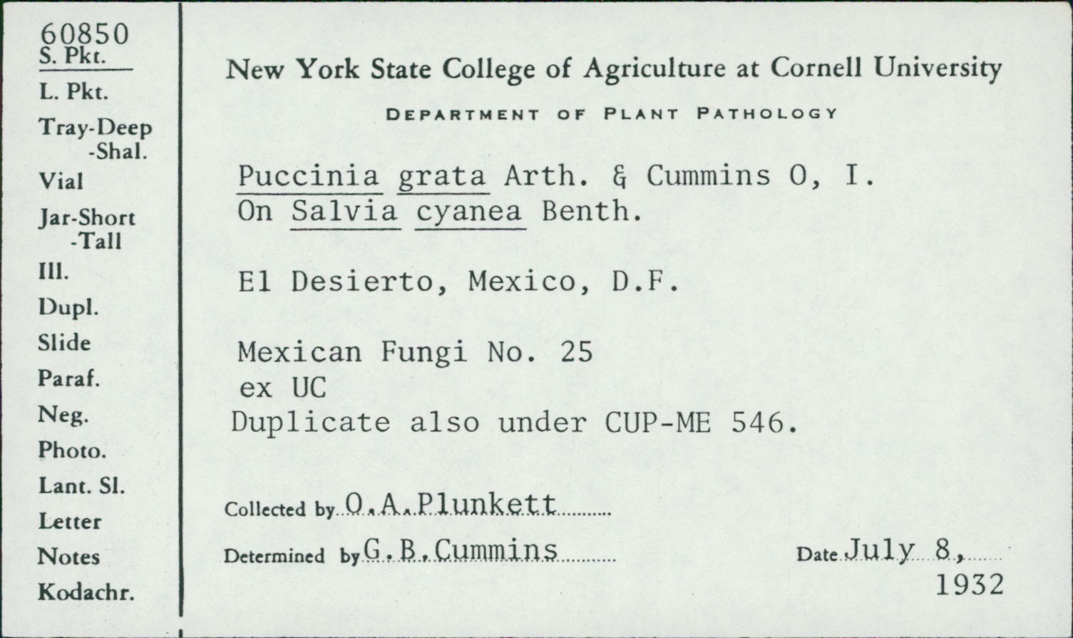 Puccinia grata image