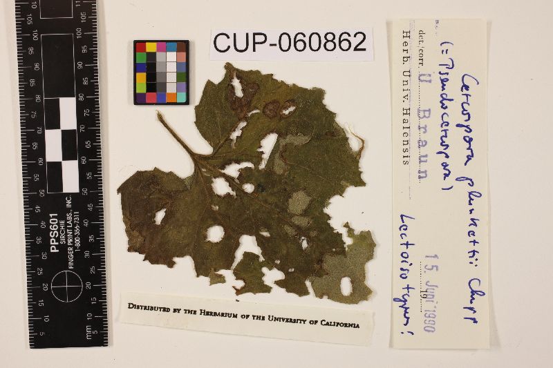 Pseudocercospora plunkettii image