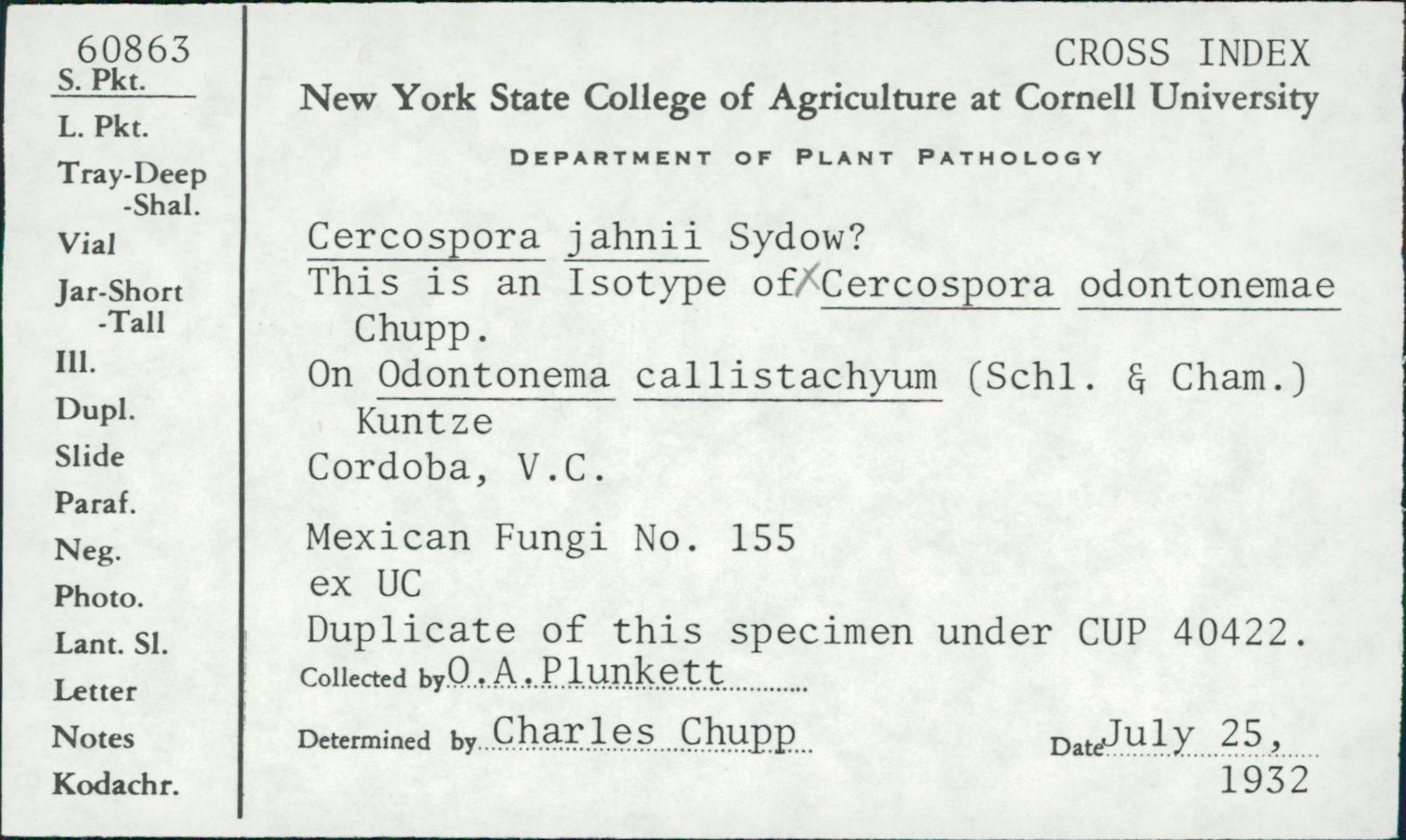 Pseudocercospora odontonematis image