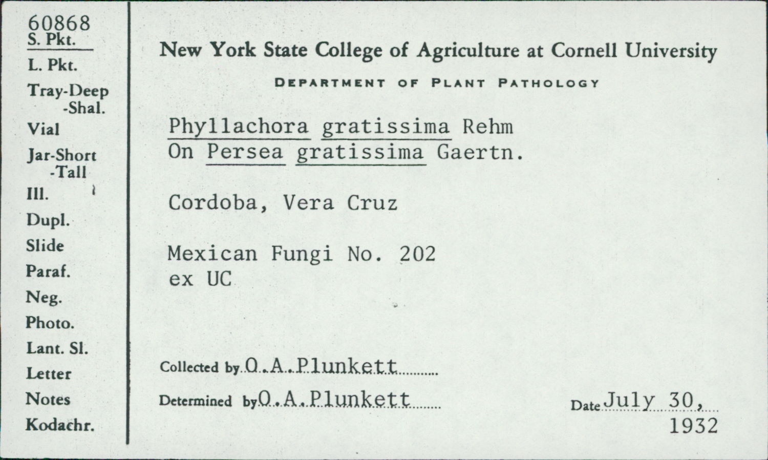 Phyllachora gratissima image