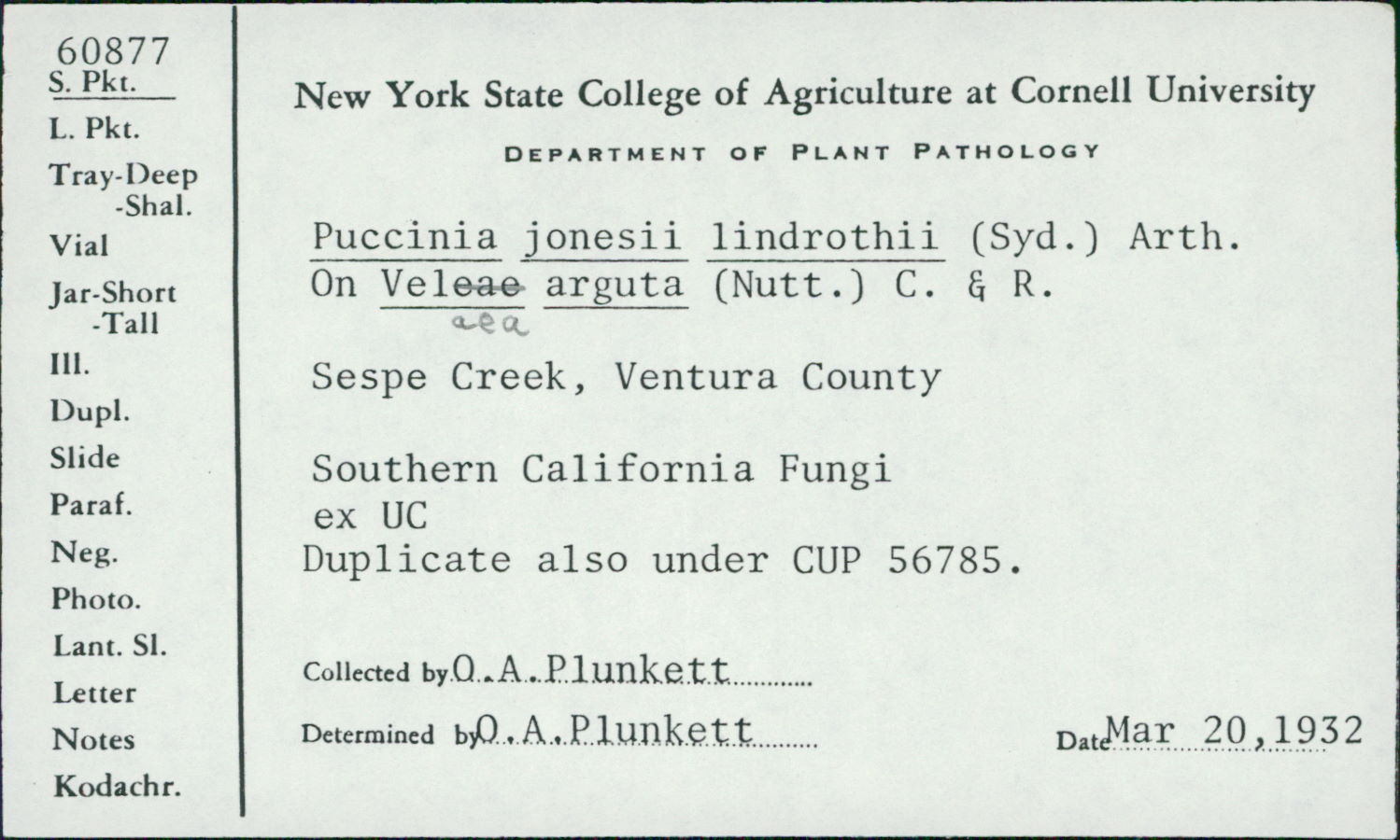 Puccinia jonesii image